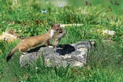 Ein Wiesel (Bild) frisst pro Tag ein bis zwei Mäuse. (Bild: Getty)