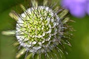 Glänzende Skabiose. Über 650 Blumen- und Gräserarten wachsen im Säntisgebiet.