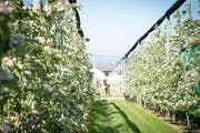 Die Obstplantagen beim Schul- und Versuchsbetrieb Obst- und Beerrenbau in Güttingen. (Bild: Ralph Ribi)