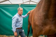 Marco Hermann kümmert sich um die Gesundheit der Rennpferde. (Bild: Urs Bucher)