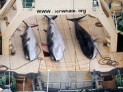 Drei Zwergwale an Bord eines japanischen Walfangschiffes. (Bild: KEYSTONE/EPA/TIM WATTERS / SEA SHEPHERD AUSTR)