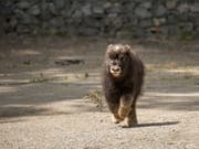 Der kleine Moschusochse im Berner Tierpark Dählhölzli ist auf Trab und entdeckt seine Umgebung. (Bild: Berner Tierpark Dählhölzli)