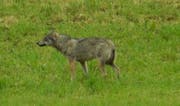 Im Urner Oberland soll ein Wolf unterwegs sein. (Symbolbild PD)