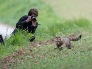 Wieder frei nach mehrmonatiger Pflege: Mit einem GPS-Sender versehen rennt die Wildkatze in den nahe gelegenen Wald. (Bild: Laurent Geslin)