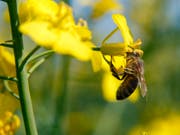 Eine Honigbiene beim Sammeln von Pollen von einer Raps-Blüte. Im italienischen Udine soll es wegen übermässigem Pestizid-Einsatz zu einem Bienensterben gekommen sein. (Symbolbild) (Bild: Keystone/AP MTI/GYORGY VARGA)