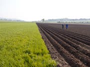 Wo sich im Gemüsebau das eingeschleppte Unkraut Erdmandelgras ausbreitet, können grosse Schäden auftreten. So kann es beispielsweise bei Kartoffeln zu Ernteausfällen von bis zu 40 Prozent und bei Zuckerrüben sogar bis zu 60 Prozent kommen. (Bild: KEYSTONE/GAETAN BALLY)