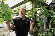 Freut sich über das schnelle Wachstum der Reben: Karl Sigrist auf seinem Weingut in Meggen. Bild: Corinne Glanzmann (7. Mai 2018)