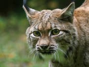 Der kanadische Luchs zählt zu den Raubtieren mit der ausgeprägtesten Saisonalität bei der Fortpflanzung. (Bild: Tierpark Zürich)