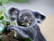 Ein Koala kaut auf einem Eukalyptusblatt herum. Ein millionenschweres Programm soll die bedrohten Bären in Australien besser schützen. (Bild: Keystone/AP/WONG MAYE-E)