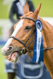 Siegerpferd Fit for Fun: "Wir sind mental stärker als Fussballer." (Bild: Urs Bucher)