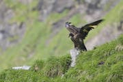 Der inzwischen verstorbene Bartgeier Alois. (Bild: Hansruedi Weyrich/PD)