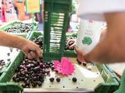 Üppiger als in den Vorjahren fällt die Kirschenernte dieses Jahr aus. Die ersten Kirschen kommen bereits in den nächsten Tagen auf den Markt. (Bild: Keystone/GAETAN BALLY)
