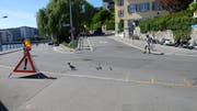Eine Gänsesäger-Mutter mit ihrem Nachwuchs beim St.-Karli-Quai. Bild: PD