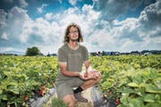 Roman Schildknecht hatte bislang Glück mit dem Wetter. Seine Erdbeeren in Mörschwil reifen unbeschadet an der warmen Sonne. (Bild: Ralph Ribi)