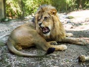 Ein afrikanischer Löwe in einem Zoo - zwei seiner Art, zwei Tiger, ein Jaguar und eine Bär sind aus einem deutschen Zoo ausgebrochen. (Bild: Keystone/AP The Daily Advertiser/PAUL KIEU)