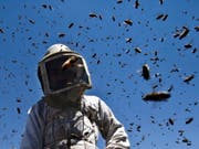 Die angriffslustigen "Killerbienen" entstehen aus einer Kreuzung von Honigbienen europäischer Abstammung mit Wildbienen afrikanischen Ursprungs. (Bild: KEYSTONE/EPA/ALI ALI)