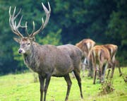 Zu viele Hirsche sind des Bauern Leid. (Bild: Romano Cuonz)