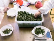 Der Nationalrat will keinen Experimentierartikel für Versuche mit Cannabis. Dieser sollte wissenschaftliche Projekte und Versuche mit neuen Regeln für den Freizeitkonsum von Cannabis ermöglichen. (Bild: KEYSTONE/CHRISTIAN BEUTLER)