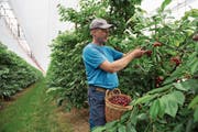 Kurz vor dem Grosseinsatz auf der Chriesi-Plantage: Obstbauer Christian Steiger. (Bild: Dominik Wunderli (Büron, 11. Juni 2018))