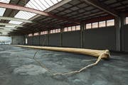 Simon Ledergerber schuf aus dem sturmgefällten Baum für die Kunsthalle Arbon eine helle Linie. (Bild: Ladina Bischof)