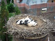 In 25 Metern Höhe: die vier Jungstörche in ihrem Nest auf dem Kamin der ehemaligen Actienbrauerei. (Bild: Andreas Taverner)