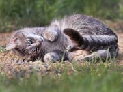 Unter der Annahme, dass ein Katzenpaar zwei Mal pro Jahr Nachwuchs erhält und jeweils 2,8 Kätzchen pro Wurf überleben, ergibt sich nach zehn Jahren ein Katzenbestand von über 80 Millionen Tieren. Deshalb sollten streunende Katzen kastriert werden. (Bild: KEYSTONE/AP/MICHAEL PROBST)