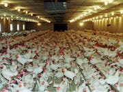 Tierschutz- und Umweltorganisationen haben eine Volksinitiative gegen die Massentierhaltung in der Schweiz lanciert. (Bild: KEYSTONE/AP/JOERG SARBACH)