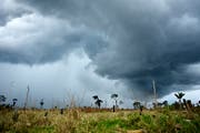 Eine Viehweide auf einer gerodeten Fläche Amazonas-Regenwald. Bild: Florian Kopp