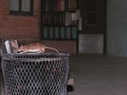 In Paris leben schätzungsweise gegen vier Millionen Ratten. (Bild: KEYSTONE/AP/ROBERT MECEA)