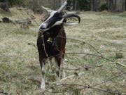 Ziegen sind wahre Meisterinnen im Entbuschen. Im Sommer wandern 200 von ihnen vom Churer Rheintal bis zum Furkapass und fressen für mehr Biodiversität im Alpenraum. (Bild: Pro Natura, Elisabeth Kuehn)