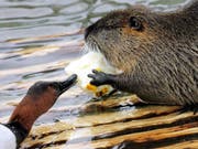 Biber sind als emsige Nager bekannt. In Yverdon werden Bäume vor dem Nager schützt. (Bild: KEYSTONE/EPA/URSULA DUEREN)