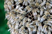 Die Königin inmitten ihres Hofstaats: Sie hat einen deutlich längeren Hinterleib als die Arbeiterbienen und legt ungefähr 1500 Eier pro Tag. (Bild: Ralph Orlowski/Getty)