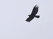 Der Steinadler breitet sich im Jura weiter aus. Hier der im Mai im neuenburgischen Val-de-Travers fotografierte Vogel. (Bild: Image Aigle royal. ©Huguenin-Margand).)