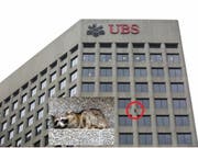 Der Waschbär kletterte am Gebäude mehrere Etagen hoch. Er ruhte sich in einer Nische an der Aussenfassade aus. (Bild: AP Minnesota Public Radio/EVAN FROST)
