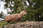 Die Gämse soll mehr Schutz in Uri erfahren. (Bild: Romano Cuonz (17. Mai 2017))