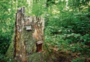 Der Wald wird vielfältig genutzt – insbesondere auch zur Erholung. Symbolbild: Stefan Kaiser (Steinhausen, 29. Mai 2018)