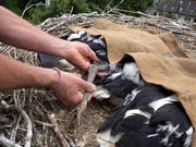 Drei Jungstörche werden auf dem Kamin in 25 Metern Höhe beringt. (Bild: Andreas Taverner)
