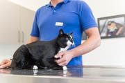 Kater Abu posiert auf dem Behandlungstisch in der Klinik.