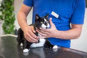 Kater Abu ist 14 Jahre alt. (Bild: Hanspeter Schiess)