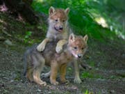 Im Zoo beliebt, in der Wildnis gefürchtet: Der Ständerat will den Wolfsschutz lockern und das Raubtier auch in Schutzgebieten ins Visier nehmen. (Bild: KEYSTONE/ZOO ZUERICH/PETER BOLLIGER)