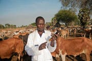 Ein von VSF-Suisse ausgebildeter Laientierarzt behandelt Kühe in seiner Gemeinschaft im Südsudan. (Bild: PD)