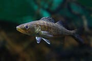 Der Zander – hier ein junges Exemplar – ist einer der beliebtesten Speisefische. Bild: Getty