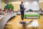 Der neue Gemeinderatspräsident Elmar Raschle fängt die zwei Gänse Hans und Gertrud im Rathaussaal ein. (Bild: Reto Martin)