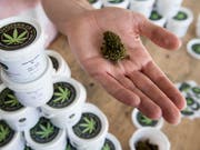 Legaler Hanf hat einen THC-Gehalt unter einem Prozent. (Bild: KEYSTONE/JEAN-CHRISTOPHE BOTT)