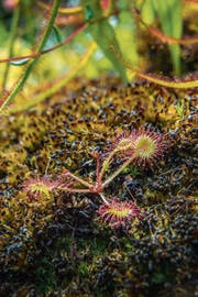 Rarität aus dem Botanischen Garten: der Rundblättrige Sonnentau. (Bild: Urs Bucher)