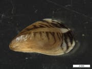 Die Quagga-Muschel (Bild: LUBW)