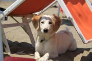 Tierisches Strandfeeling