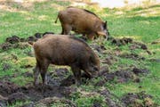 So entsteht Landschaden: Wildschweine pflügen den Boden um. (Bild: Fotolia)