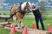 Der Menzinger Alois Röllin mit Aldino im Parcours beim Holzrücken. (Bild: Werner Schelbert, Menzingen, 17. Juni 2018)