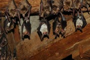 Gruselig oder putzig? Fledermauskolonie in einem Dachstock. (Bild: www.fledermausschutz.ch)